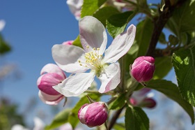apple blossom 1277009 1920 280