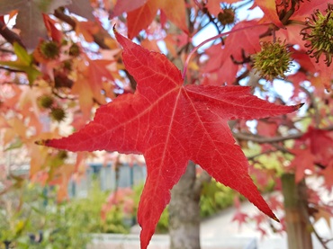 Platzhalter Foto folgt 370