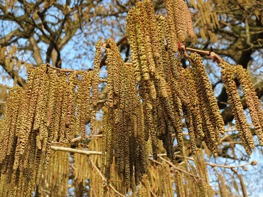 corylus colurna blte und pollen 370