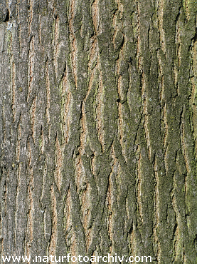 P4212079