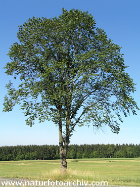 P7150133