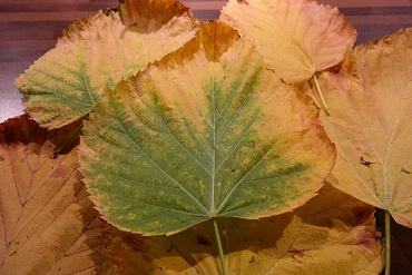 mountain elm autumnleaf 231837 370