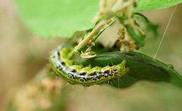 caterpillar 2237869 370