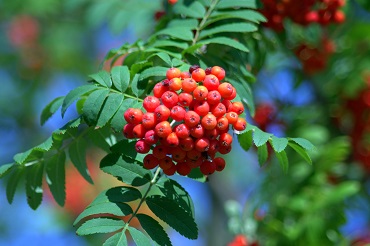 rowan 1546556 1920 370