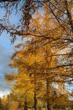 Lrche Herbstfrbung 370