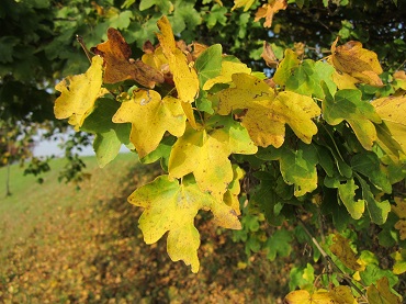 acer Herbst 370