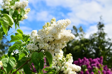 white lilac 785287 370