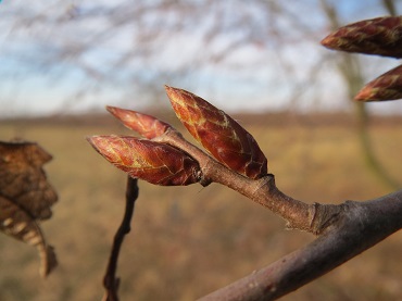 Hainbuche Knospe 370