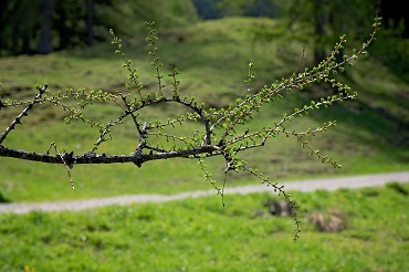 Japanische Lrche Trieb 370