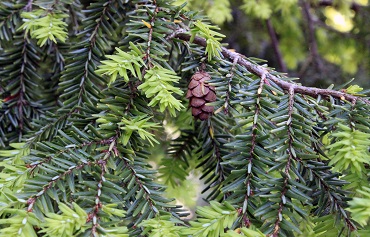 Kanadischer Hemlock Zapfen 370