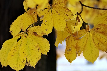 Rostkastanie Herbstfrbung 370