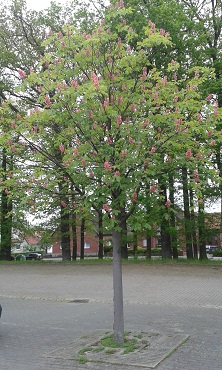 Aesculus x carnea J.T. 370