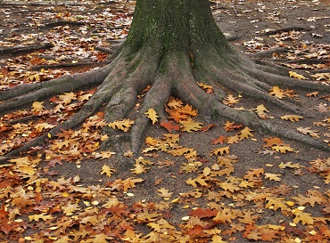 Roteiche Herbstlaub 370