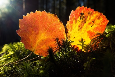 Schwarzerle Herbstfrbung Blatt 370