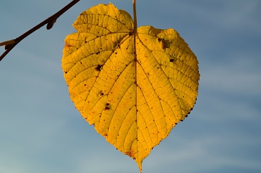 Sommerlinde Herbstfrbung Blatt 370