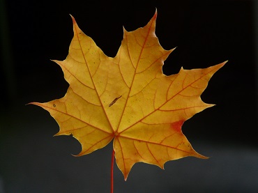 Spitzahorn Blatt im Herbst 370