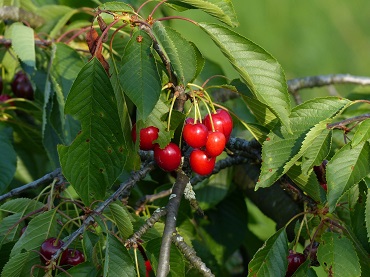 Vogelkirsche Frucht 370